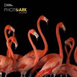 Bevásárló Táska flamingos Loqi