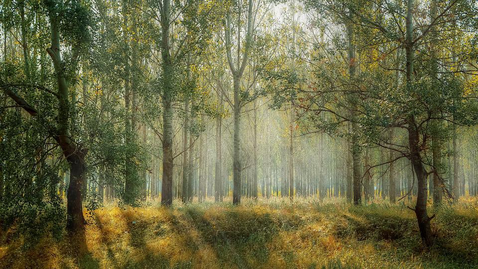 Egy erdő ahol a fák levelei között átszűrődik a napfény
