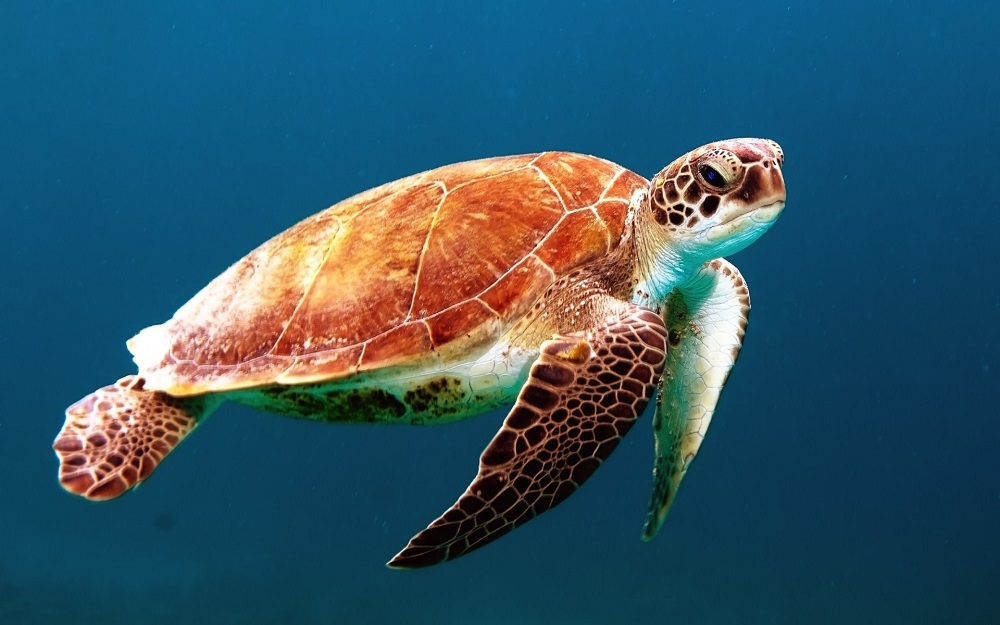 teknős az óceánban úszkál