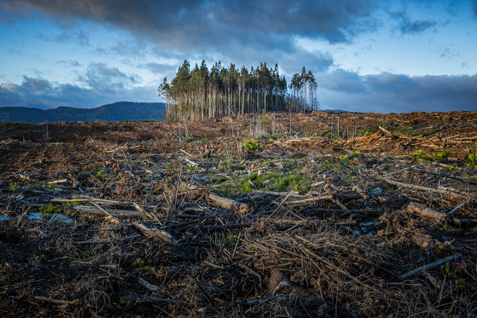 erdőírtás és pár megmaradt fa