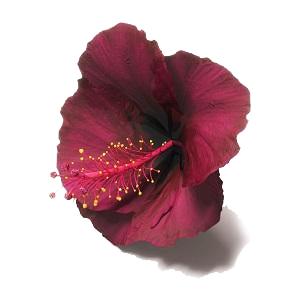 hibiscus