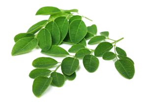 Moringa