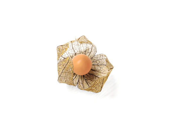 physalis virága és gyümölcse