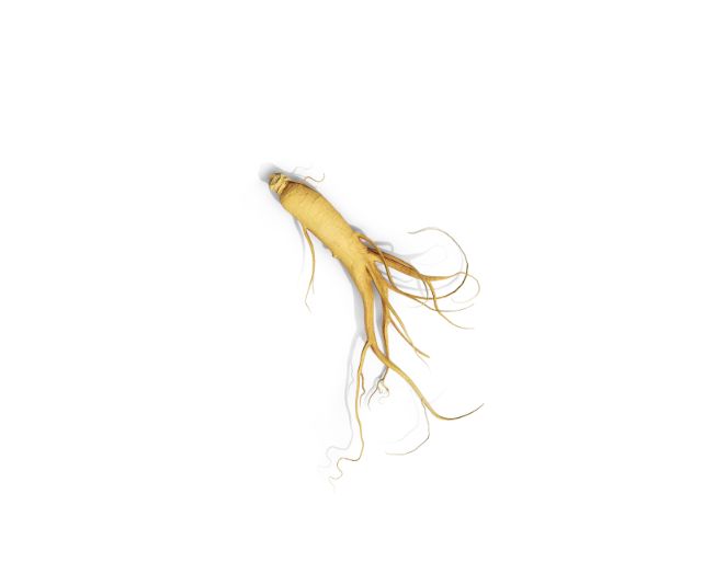 ginseng